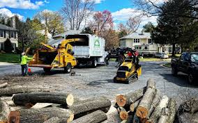 Best Tree Preservation Services  in Margate City, NJ