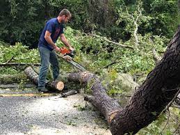 Best Fruit Tree Pruning  in Margate City, NJ