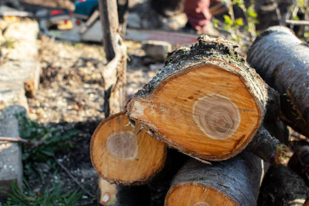 How Our Tree Care Process Works  in  Margate City, NJ