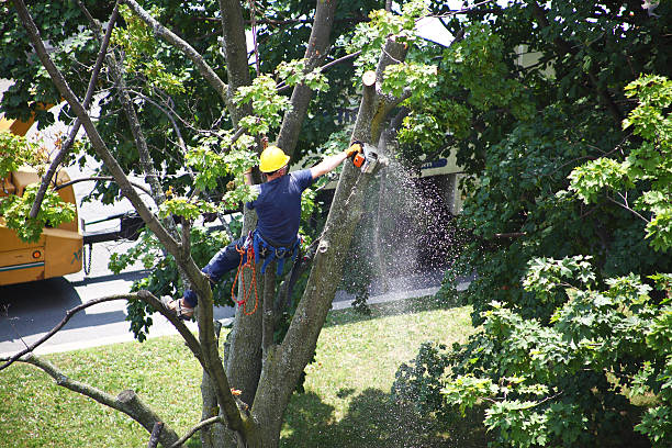 Margate City, NJ Tree Care Company