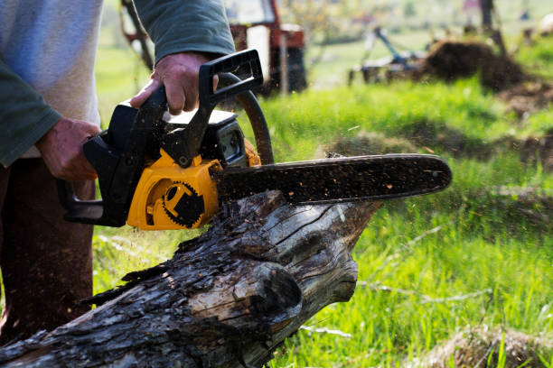 Best Root Management and Removal  in Margate City, NJ