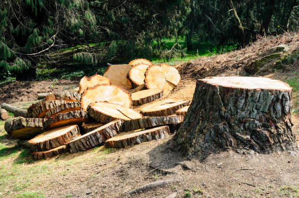 Best Lot and Land Clearing  in Margate City, NJ